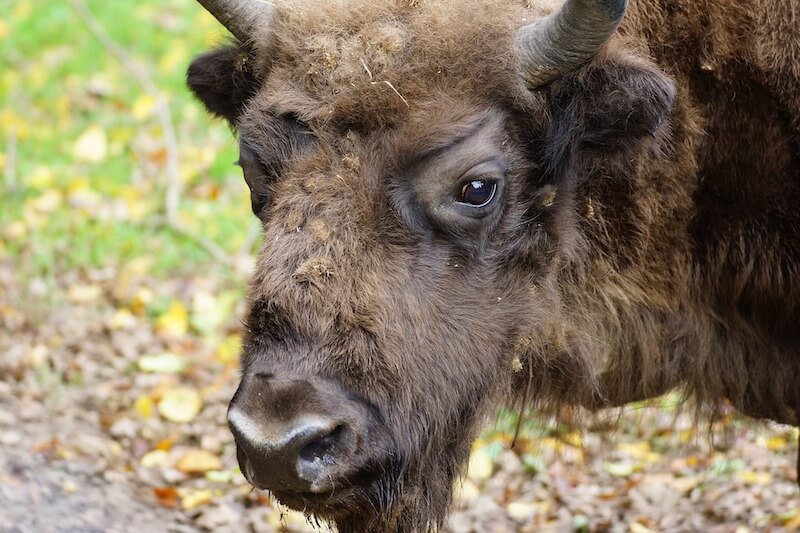 bialowieza-bison.jpg
